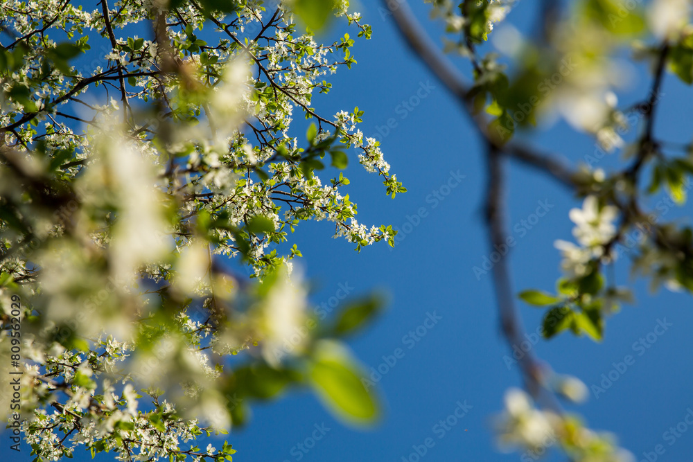 Azure sky frames white flowers on a tree against a vivid backdrop Azure sky frames white flowers on a tree against a vivid backdrop
