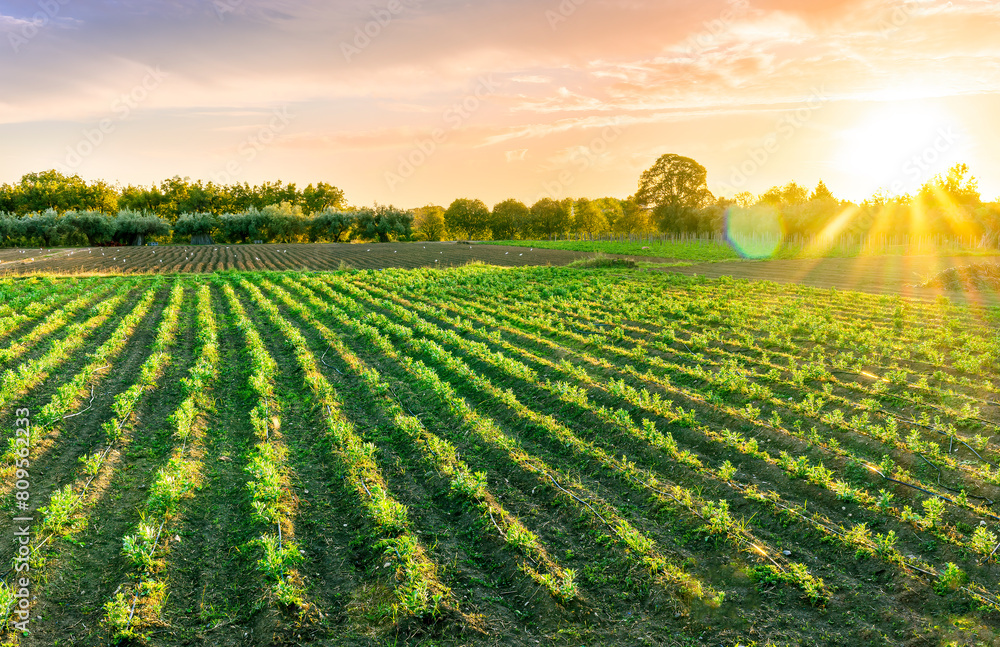beautiful view in a green farm field with rows of rural plants and vegetables with amazing sunset or sunrise on background of agricultural landscape beautiful view in a green farm field with rows of rural plants and vegetables with amazing sunset or sunrise on background of agricultural landscape