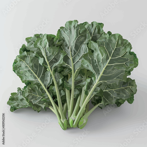 Chinese kale isolated on white background. Clipping path included in file.