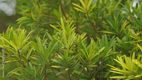European Yew Or Podocarpus Macrophyllus. Leaves Are Thick And Glossy. Buddhist Pine. Selective focus.