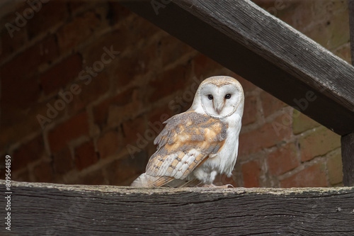 Looking up to a barn owl perched on the wooden cross beam of a building