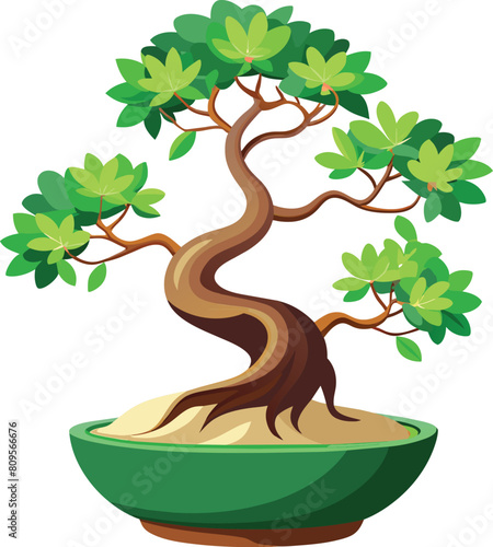 ficus bonsai tree vector illustration, Ficus retusa bonsai, Ara jejawi photo