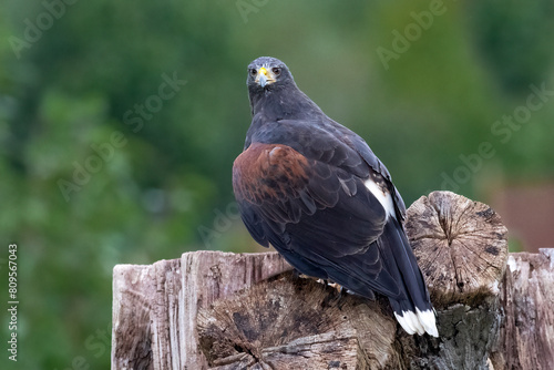 A close up portrait of a harris hawk as it is perched on an old tree stump as it looks at the camera