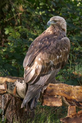 A close up of a golden eagle perched on a thick branch. A natural out of focus background gives space for text