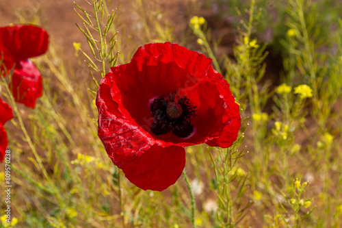 Amapolas en el campo