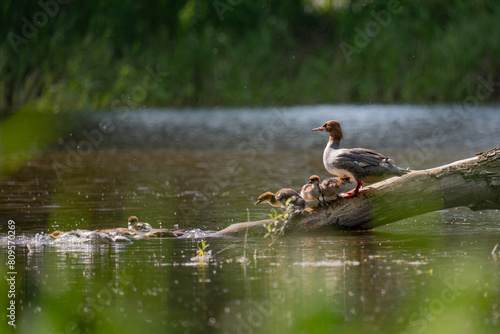 Mergus merganser on a log with ducklings. Greater Merganser, Mergus merganser, with chicks on a branch