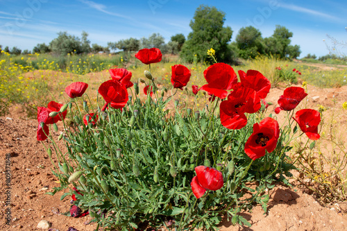 Amapolas en el campo © alfonsosm