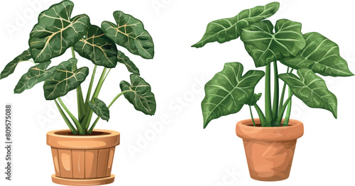 Alocasia house plant in flower pot vector icon