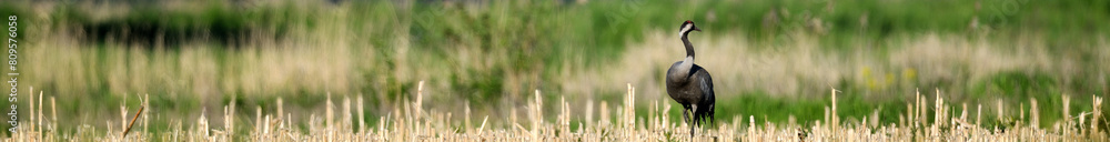 Freie Natur mit Vögeln Webseiten Vorlagen – Kranich auf Ackerbaufläche in der Fußzeile einer Website
