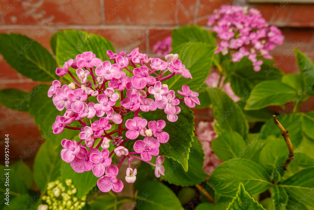 Hydrangea Macrophylla Ayesha in summer Hydrangea Macrophylla Ayesha in summer
