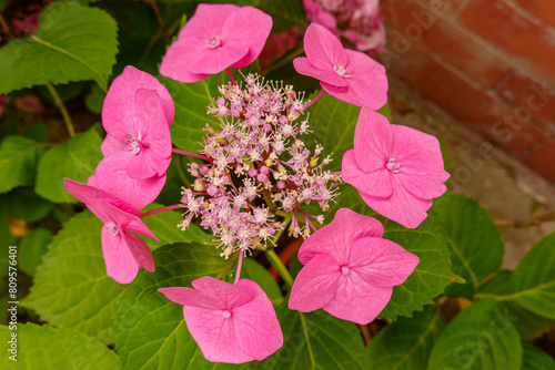 Hydrangea serrata 'Cotton Candy'