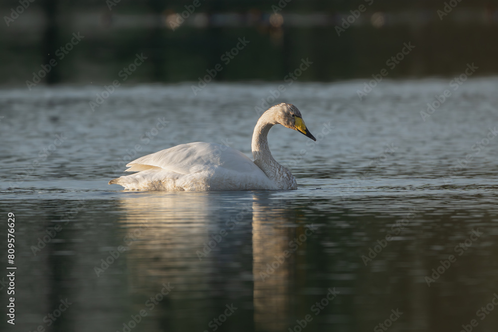 Fototapeta premium Whooper swan also known as the common swan - Cygnus cygnus - swimming on lake. Photo from Milicz Ponds in Poland.