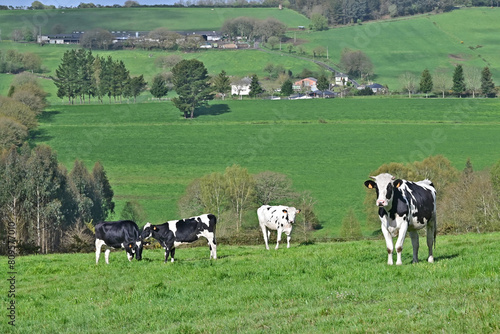 Mucche sui prati e vallate del cammino Primitivo di Santiago di Compostela - Guntín. Lugo. Galicia - Spagna
