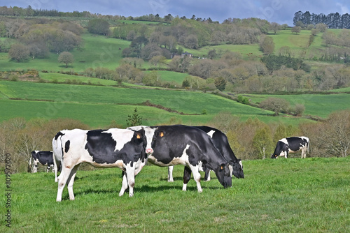 Mucche sui prati e vallate del cammino Primitivo di Santiago di Compostela - Guntín. Lugo. Galicia - Spagna photo