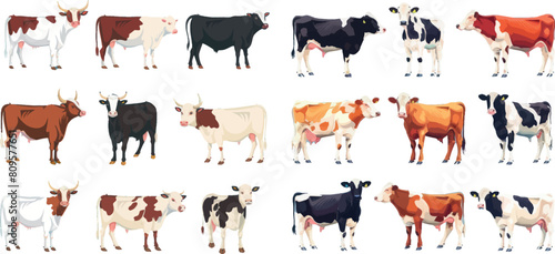 Netherlands cow beef, agriculture breed bull brahman hereford angus ayrshire limousin