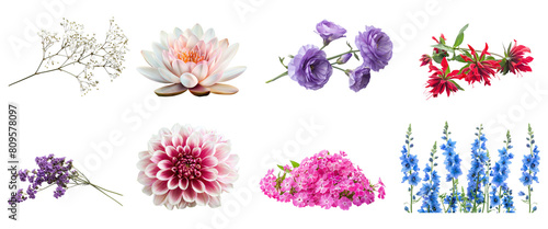 set of flowers  isolated on transparent background