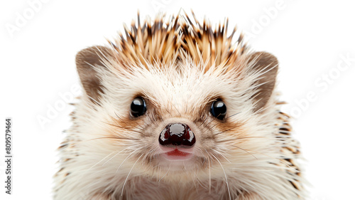A cute, cuddly, and oh-so-adorable baby hedgehog is looking for a loving home.transparent background. photo