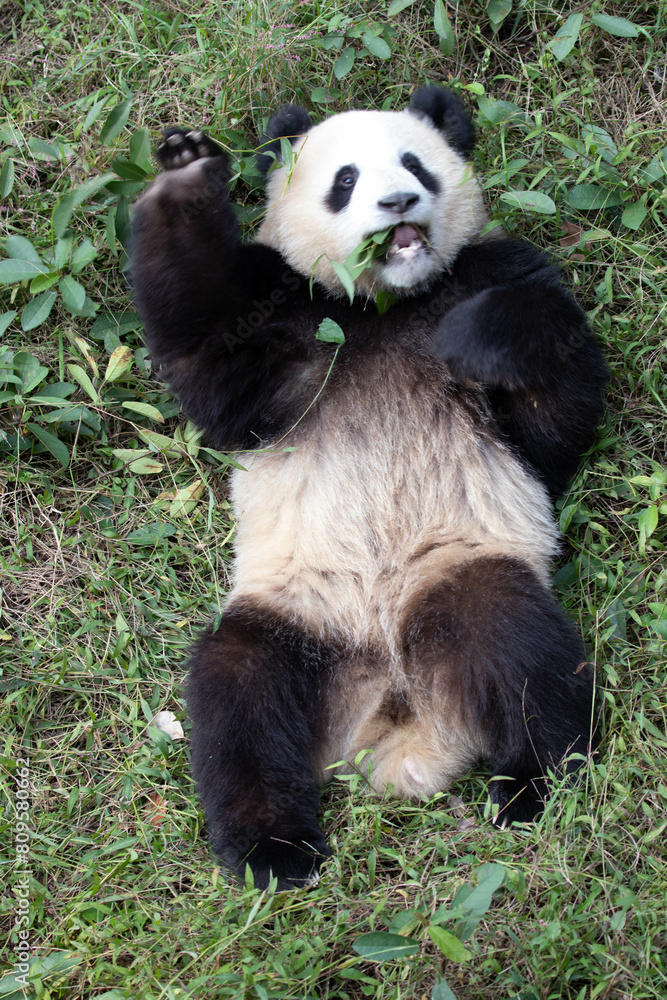 playful Little Panda , Chengdu, China playful Little Panda , Chengdu, China