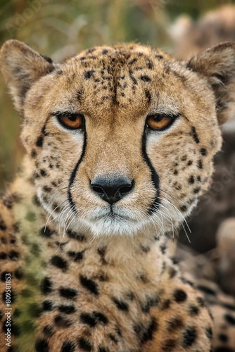 Canvas Print Cheetah portrait, Maasai Mara, Kenya