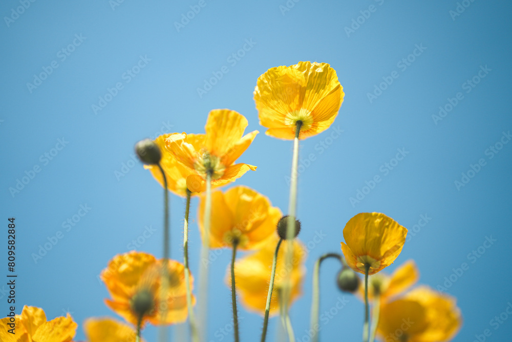 Obraz premium 봄에 피는 꽃