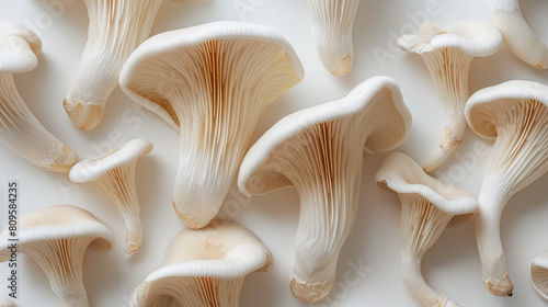 Pleurotus eryngii mushrooms on the white background photo
