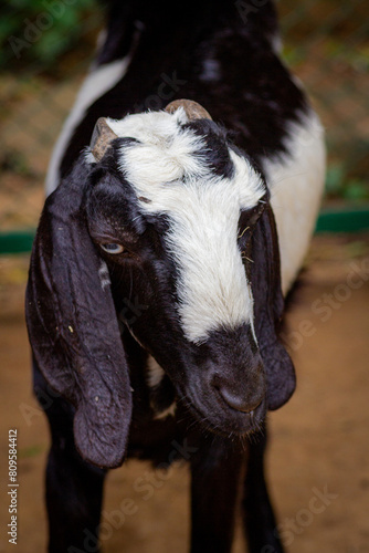 Closeup shot of an Anglo-nubian goat.