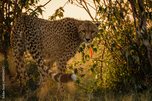 Cheetahs in morning light, Maasai Mara, Kenya