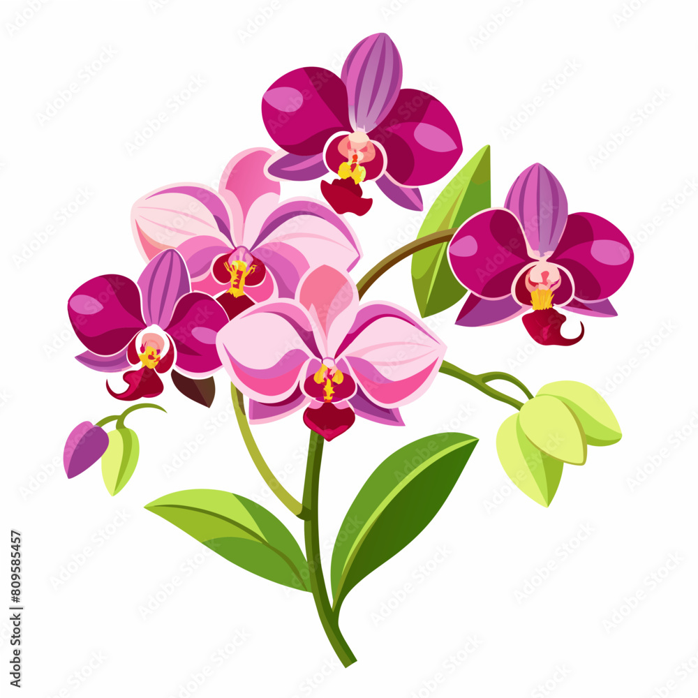 Orchid flowers with branch Vector  illustration 