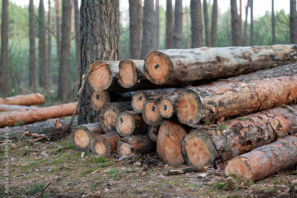 Cutting fir trees in the forest, forestry. Logs with licence pins stacked on the ground in the woods, concept of renewable energy resources Cutting fir trees in the forest, forestry. Logs with licence pins stacked on the ground in the woods, concept of renewable energy resources