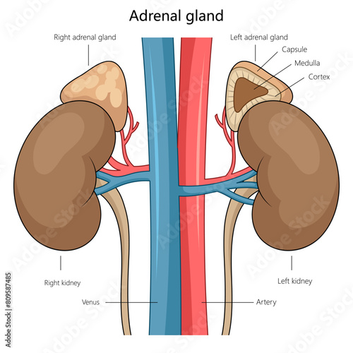 anatomy of the adrenal glands atop the kidneys, highlighting the medulla, cortex, and vascular connections diagram hand drawn schematic vector illustration. Medical science educational illustration