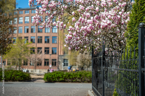 Flowering Magnolia in city park Stromparken during spring in Sweden. Norrköping is a historic industrial town in Sweden
