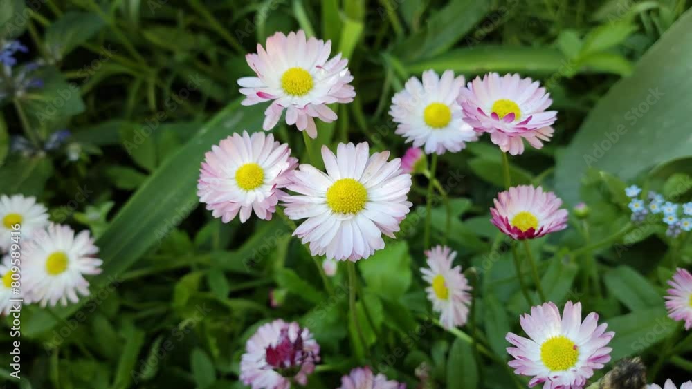 small white daisies. multi-colored daisies. flowers in the garden. spring flowers. nature in spring. summer white small flowers. small white daisies. multi-colored daisies. flowers in the garden. spring flowers. nature in spring. summer white small flowers.