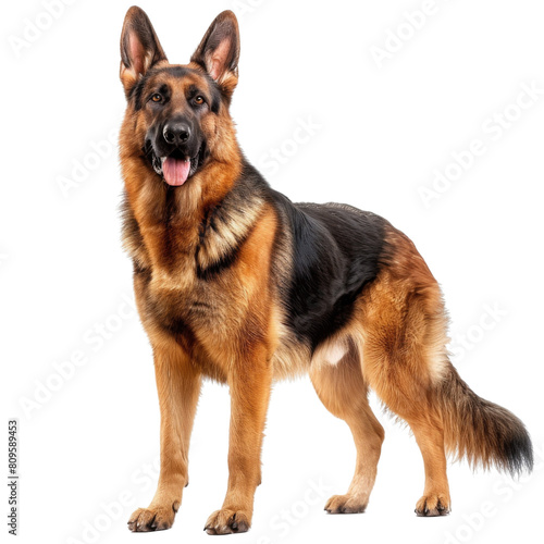 A full-body portrait of a majestic German Shepherd standing alert transparent background PNG