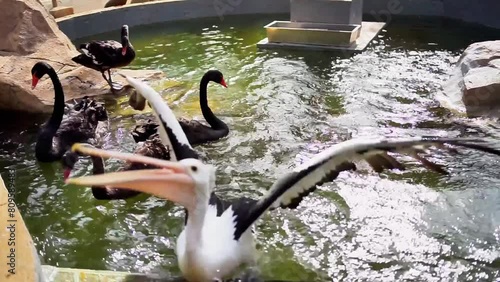 Pelicans and ducks are fed by visitors to Bird Land Jakarta.