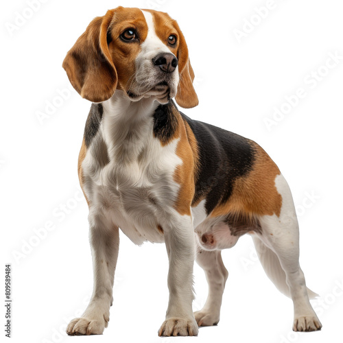 A vigilant tri-color Beagle standing transparent background PNG