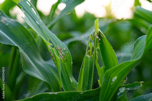Bild auf Leinwand Corn leaves have holes Eaten by farm pests and white-bellied planthoppers