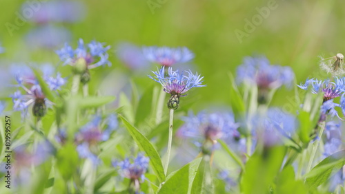 Centaurea montana mountain cornflower blue purple flowers in bloom. Medicinal plant. Selective focus. Slow motion.