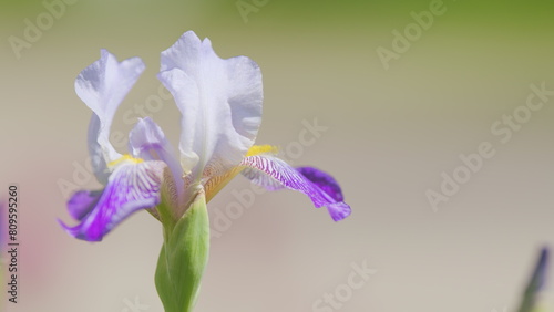 Φωτογραφία Beautiful flowering irises in the garden