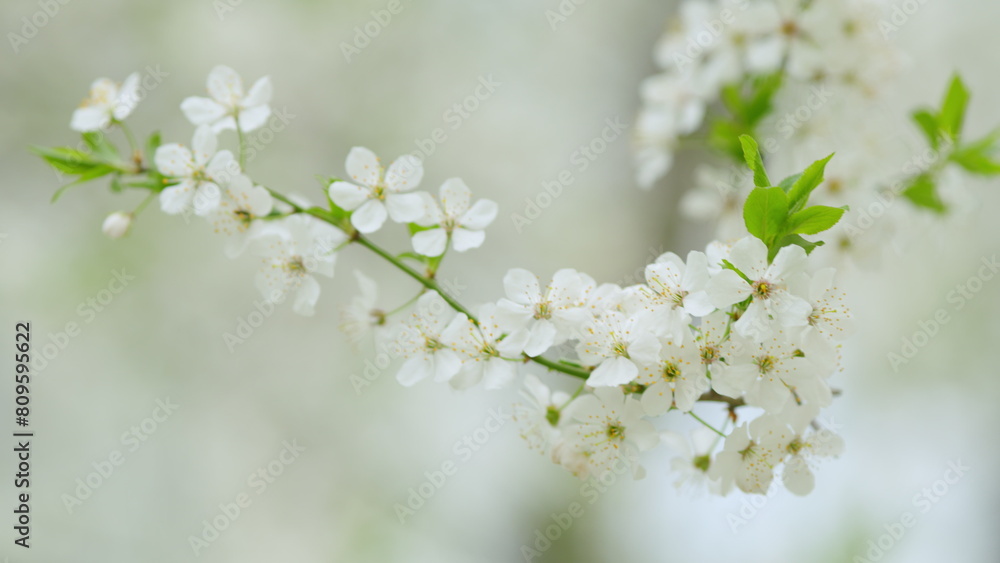 Cherry branch with flowers. White lowers blooming. Beautiful springtime garden. Slow motion.
