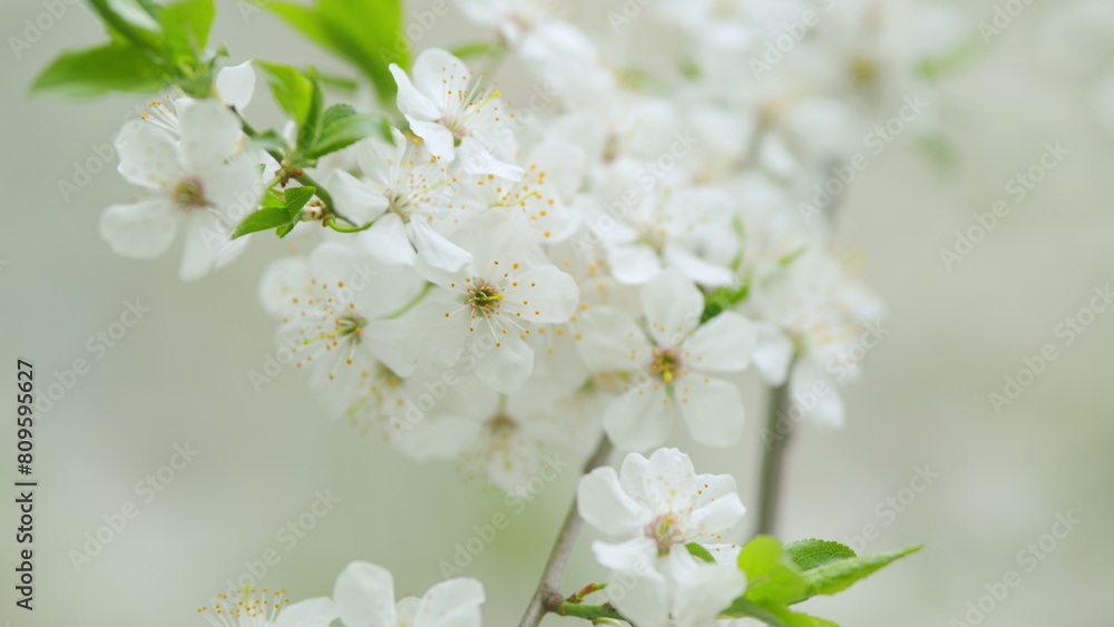 Obraz premium Cherry or plum white flowers in spring. Beautiful white flowers. Slow motion.