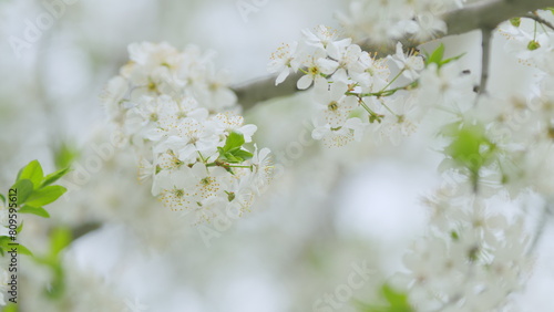 Blooming cherry branch with white flowers at spring park. Slow motion.