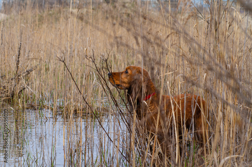 A cocker spaniel in the process of hunting