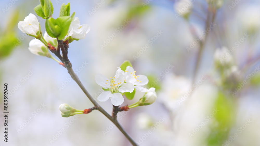 Blossoming of white petals of cherry flower. Flowers on tree or shrub. Slow motion.