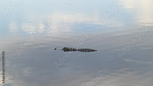 Birds and deer aren’t the only animals spotted at  Myakka State Park, Florida, alligator swimming on dark waters photo