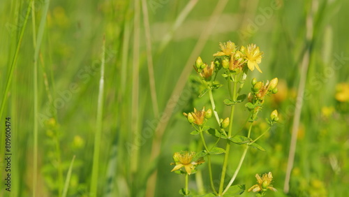Hypericum flowers or hypericum perforatum or st john s wort, on the meadow. It s antidepressant. photo