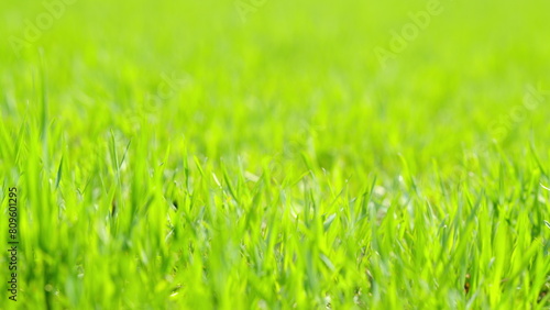 Young green blades of grass. Natural meadow grass, relaxing and romantic. Selective focus.