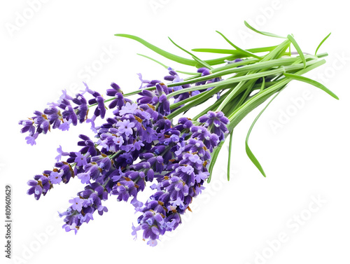 Vibrant Lavender Bouquet on White Background Soothing Floral Fragrance and Elegant Botanical Display