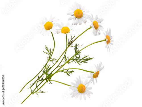 Delicate Chamomile Blossoms Adorning a Serene Pink Background