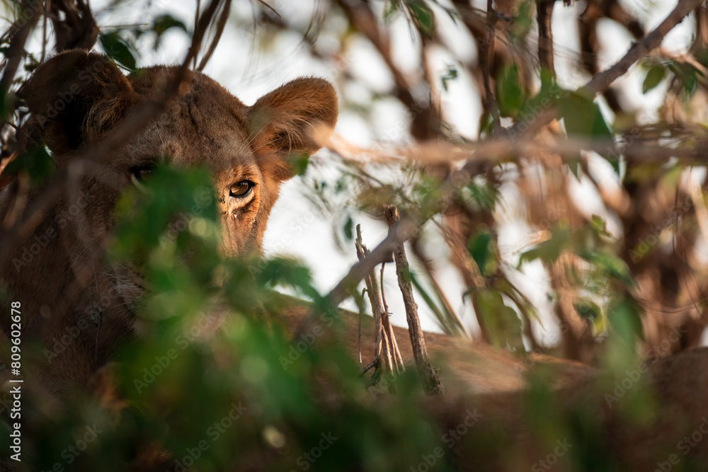 Lion in the thicket, Maasai Mara, Kenya Lion in the thicket, Maasai Mara, Kenya
