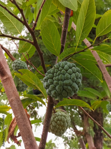 Custard Apple who is still in the tree. Custard Apple or Srikaya fruit is rich in vitamin C. It is suitable for consumption every day. It is a seasonal fruit in Indonesia. 